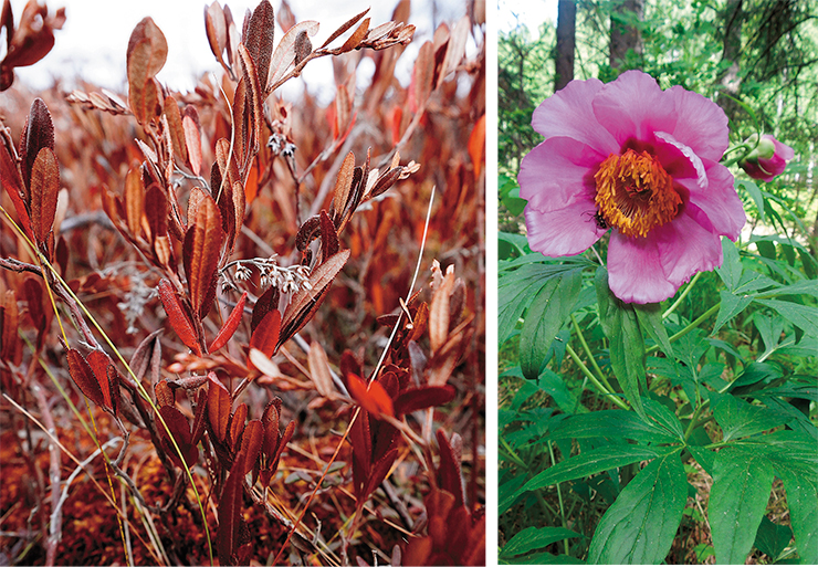 Куртины пиона уклоняющегося (Paeonia anomala), или марьина корня, встречаются на залесенных участках и мелколесьях. Цветки достигают диаметра 10–15 см. Все части растения можно использовать с лечебной целью (справа). Фото Д. Кропочева. Вечнозеленый болотный мирт (Chamaedaphne calyculata) предпочитает сфагновые болота. В листьях содержится эфирное масло с запахом хвои. Лекарственное растение народной медицины; содержит нейротоксины, вызывающие угнетение ЦНС (внизу слева). Фото Н. Семерневой