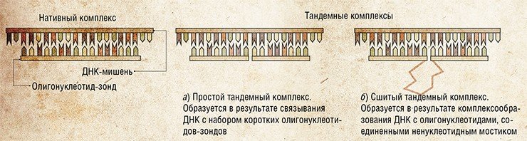 Диагностические системы для детекции ДНК состоят из наборов коротких синтетических олигонуклеотидов, способных связываться с исследуемой одноцепочечной ДНК с формированием тандемных комплексов. Преимущество простого тандемного комплекса (а) – более высокая эффективность связывания отдельных олигонуклеотидов-зондов за счет кооперативных взаимодействий, возникающих при посадке таких зондов на соседних участках ДНК-мишени. Сшитый тандемный зонд (б) благодаря вставкам различной природы, ковалентно соединяющим олигонуклеотидные блоки, обладает такими свойствами, как способность к комплексообразованию, устойчивость/чувствительность к действию ферментов. Разработка ИХБФМ СО РАН Диагностические системы для детекции ДНК состоят из наборов коротких синтетических олигонуклеотидов, способных связываться с исследуемой одноцепочечной ДНК с формированием тандемных комплексов. Преимущество простого тандемного комплекса (а) – более высокая эффективность связывания отдельных олигонуклеотидов-зондов за счет кооперативных взаимодействий, возникающих при посадке таких зондов на соседних участках ДНК-мишени. Сшитый тандемный зонд (б) благодаря вставкам различной природы, ковалентно соединяющим олигонуклеотидные блоки, обладает такими свойствами, как способность к комплексообразованию, устойчивость/чувствительность к действию ферментов. Разработка ИХБФМ СО РАН