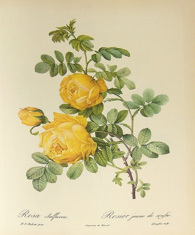 Роза полусферическая, или серная (Rosa hemisphaerica). Эта махровая форма дикой розы с пятью лепестками, растущей в Западной Азии, была одной из первых желтых роз в европейских садах. Акварель П.-Ж. Редуте. Public Domain Роза полусферическая, или серная (Rosa hemisphaerica). Эта махровая форма дикой розы с пятью лепестками, растущей в Западной Азии, была одной из первых желтых роз в европейских садах. Акварель П.-Ж. Редуте. Public Domain