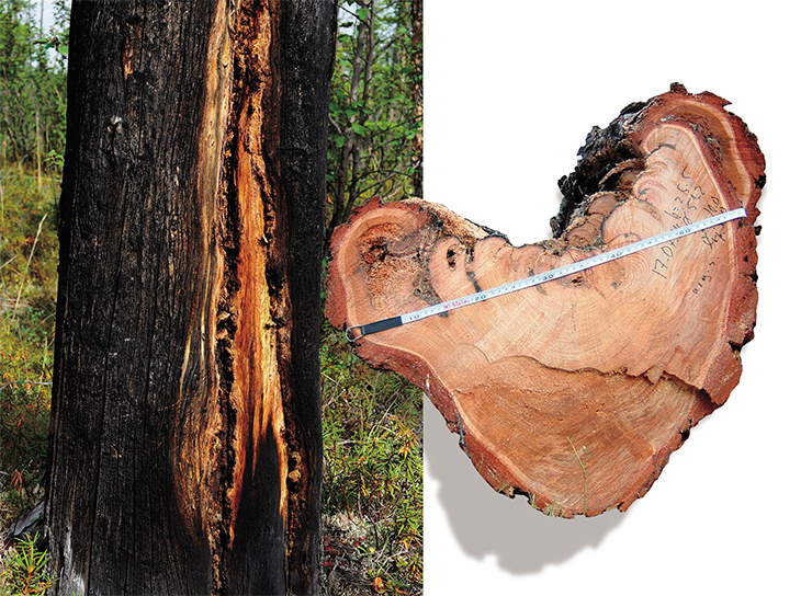 Larch is able to heal its wounds. Over time, dried out areas in the tree—its fire scars—can completely grow over (left). Their traces on tree cuts make it possible to date past fires Larch is able to heal its wounds. Over time, dried out areas in the tree—its fire scars—can completely grow over (left). Their traces on tree cuts make it possible to date past fires
