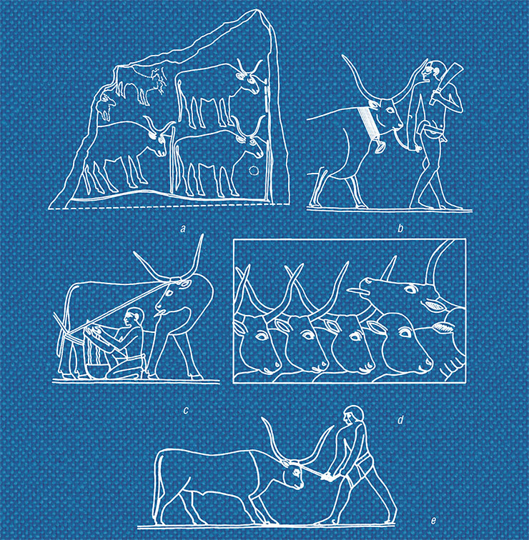 Oxen with lyre-shaped horns on the Ozernoe stele and on Egyptian bas-reliefs and tomb paintings dated to the times of the Old Kingdom: (a) Oxen depicted on the stele found near the village of Ozernoe in the Altai Mountains. (b) Relief depicting a peasant leading an ox to sacrifice. The Old Kingdom, 5th Dynasty, circa 2494–2345 BC. (c) Milking scene. Relief from the Kagemni mastaba (tomb in the form of a truncated pyramid) at Saqqara. The Old Kingdom, 6th Dynasty. (d) Driving a herd across a river. Relief detail of the Kagemni mastaba. The Old Kingdom, 6th Dynasty. (e) Taming wild bulls. Relief detail of the Ptahhotep mastaba at Saqqara. The Old Kingdom, 5th Dynasty. Adapted from: (Mikhailovsky, 1973; Pomerantseva, 2012). Drawing by E. Shumakova Oxen with lyre-shaped horns on the Ozernoe stele and on Egyptian bas-reliefs and tomb paintings dated to the times of the Old Kingdom: (a) Oxen depicted on the stele found near the village of Ozernoe in the Altai Mountains. (b) Relief depicting a peasant leading an ox to sacrifice. The Old Kingdom, 5th Dynasty, circa 2494–2345 BC. (c) Milking scene. Relief from the Kagemni mastaba (tomb in the form of a truncated pyramid) at Saqqara. The Old Kingdom, 6th Dynasty. (d) Driving a herd across a river. Relief detail of the Kagemni mastaba. The Old Kingdom, 6th Dynasty. (e) Taming wild bulls. Relief detail of the Ptahhotep mastaba at Saqqara. The Old Kingdom, 5th Dynasty. Adapted from: (Mikhailovsky, 1973; Pomerantseva, 2012). Drawing by E. Shumakova