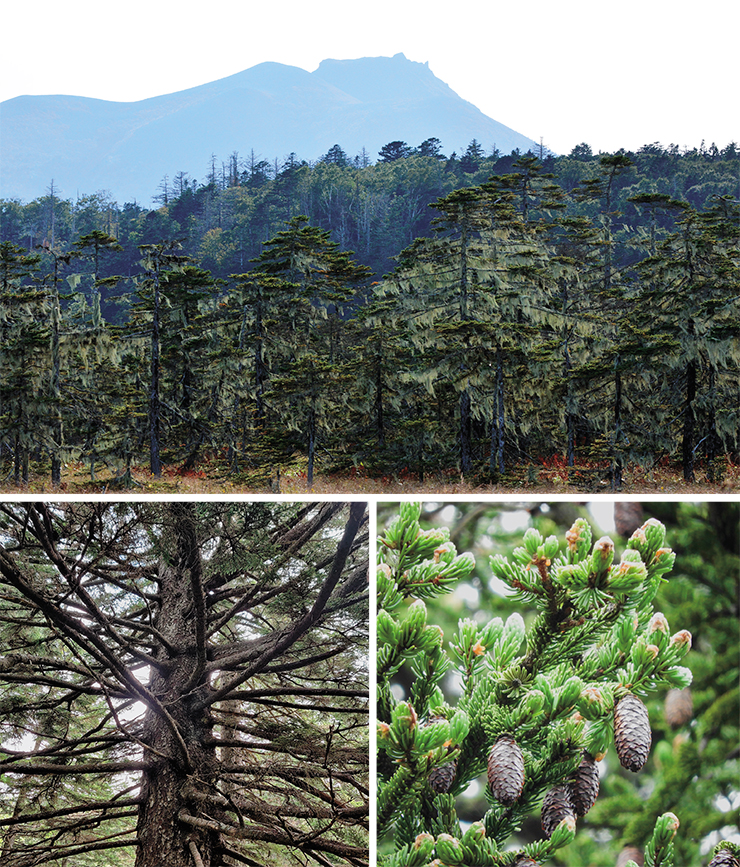 The Glehn spruce (Picea glehnii) differs from other spruce species by its short needles and thin branches. The main range of this tree lies in Japan; in Russia, it also occurs on the Sakhalin and the Southern Kurils (Kunashir, Shikotan, and Iturup). It prefers soils with excessive moisture, and can reach 20 meters (65 feet) in height; old trees sometimes have flag-shaped crowns and can be up to 300 years old (bottom left). In hollows, the spruce forms communities with fruticose lichens of the genus Usnea, which hang from its branches as spectacular tangled frills (top). Photo: E. Linnik, E. Grishaeva, A. Yakovlev