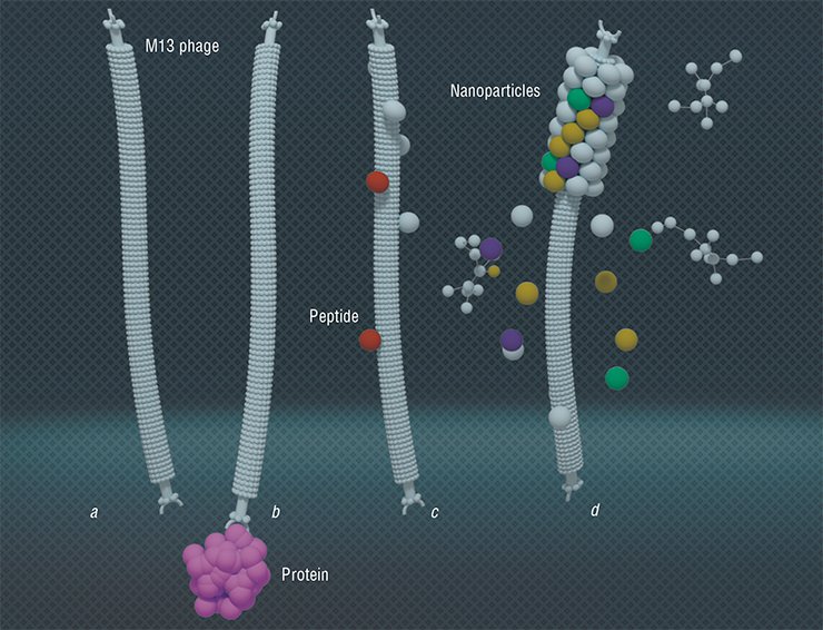 The filamentous bacteriophage M13 replicating in an ordinary Escherichia coli (a) can carry on its surface alien recombinant proteins such as antibodies (b) or peptides (c). Also, it can serve as a template for making nanodevices and nanomaterials such as nanocrystallic catalyst with a known surface area and the necessary pore distribution (d) The filamentous bacteriophage M13 replicating in an ordinary Escherichia coli (a) can carry on its surface alien recombinant proteins such as antibodies (b) or peptides (c). Also, it can serve as a template for making nanodevices and nanomaterials such as nanocrystallic catalyst with a known surface area and the necessary pore distribution (d)