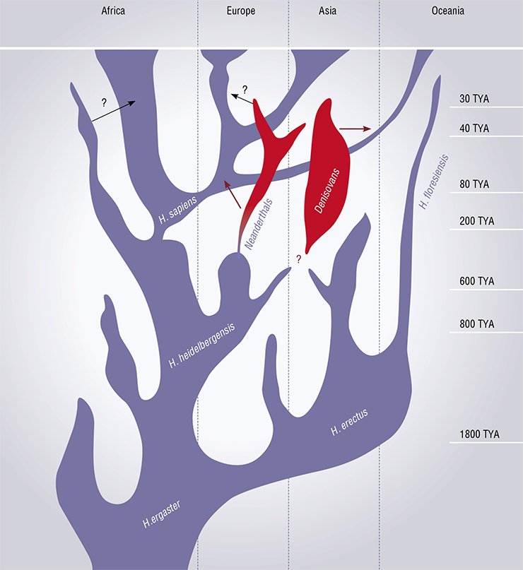 Paleontological data has allowed for a fresh look at the genealogy of humankind. This evolutionary tree, which reflects deduced “kindred” relationships between contemporary humans, Neanderthals, and Denisovans, is constructed based on genome-wide sequencing data. Red arrows denote the confirmed pathways of gene inflow resulting from crosses between human populations and black arrows, putative additional pathways. (According to Lalueza-Fox and Gilbert, 2011)