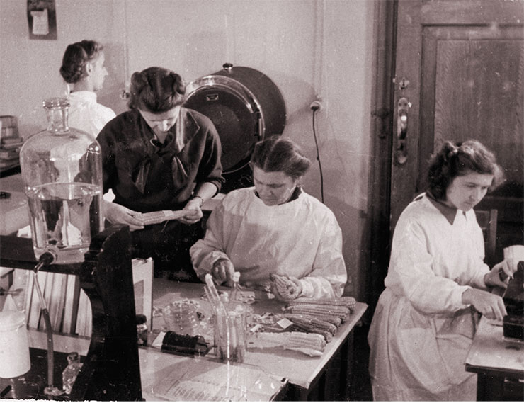 Selection of corn seeds for treatment with microelements in a laboratory of the Botanical Garden. 1950s. Museum of the SB RAS Central Siberian Botanical Garden (Novosibirsk)