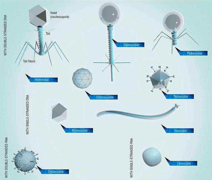 Bacteriophages differ in their shape and structure. Some of them are most simple, being shaped as an icosahedron or a filament, while others resemble killer robot spacecraft. In some phages, hereditary information in encoded in DNA (single- or double-stranded) and in others, in RNA. Phages with a large genome (typically, up to 170 kilobase pairs) have the most intricate structure. Such phages may be larger than the viruses of multicellular animals.A typical bacteriophage consists of a head housing DNA or RNA, covered by a protein of lipoprotein envelope (capsid) and a tail, a protein tube used for injecting the viral genetic material into a bacterial cell Bacteriophages differ in their shape and structure. Some of them are most simple, being shaped as an icosahedron or a filament, while others resemble killer robot spacecraft. In some phages, hereditary information in encoded in DNA (single- or double-stranded) and in others, in RNA. Phages with a large genome (typically, up to 170 kilobase pairs) have the most intricate structure. Such phages may be larger than the viruses of multicellular animals.A typical bacteriophage consists of a head housing DNA or RNA, covered by a protein of lipoprotein envelope (capsid) and a tail, a protein tube used for injecting the viral genetic material into a bacterial cell