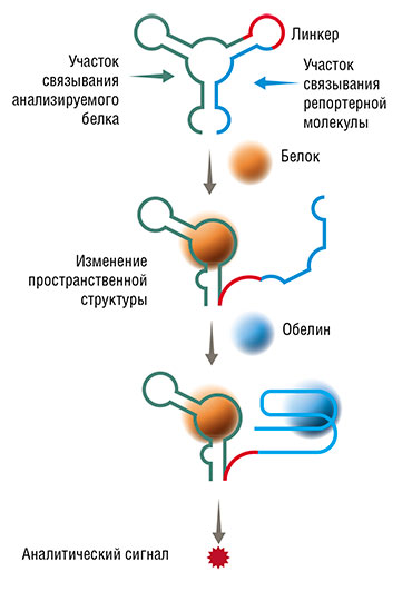 Бифункциональный аптамер, объединяющий в одной молекуле модули для связывания целевой молекулы и белка-репортера, обеспечивающего аналитический сигнал. Работоспособность такой системы показана на примере детекции гемоглобина при помощи репортерного светящегося белка обелина