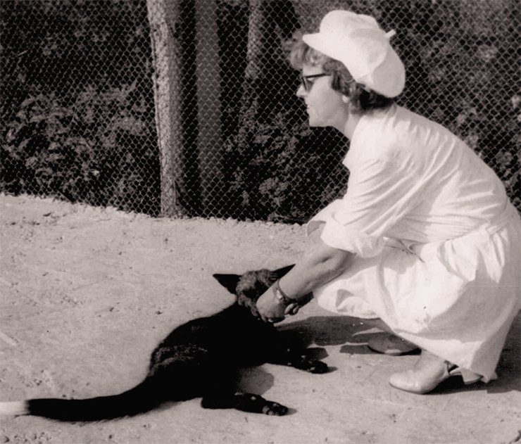 L.N. Trut with a tame fox. Photo from the L.N. Trut Archive L.N. Trut with a tame fox. Photo from the L.N. Trut Archive