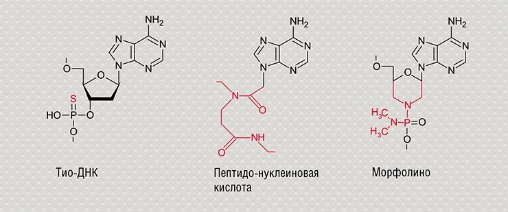 В качестве терапевтических олигонуклеотидов наиболее широко применяются их аналоги с различными модификациями рибозофосфатного скелета, которые регулируют специфичность формирования комплементарных комплексов с целевой ДНК и повышают устойчивость олигонуклеотидов, не увеличивая токсичность. По: (Власов и др., 2014)