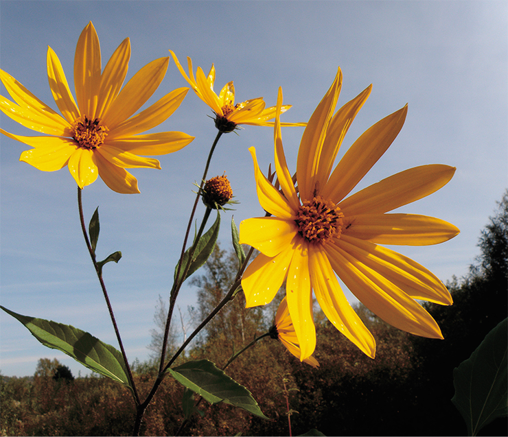 The Jerusalem artichoke (Helianthus tuberosus L.) occurs in North America in the wild form, but its true origins are unclear, since it had been cultivated by Native Americans long before the arrival of the first Europeans. In the XVI century, it was brought to France, and starting from the second half of the XIX century, the “ground pear” began to be cultivated in different parts of Europe, including Russia. From the end of the XX century, the Jerusalem artichoke began to invade natural communities of European Russia, Siberia and the Far East. It proliferates by tubers, which may have spread from gardens with discarded weeds and topsoil. It evolves quickly: we are possibly dealing with a distinct local variety here in Siberia. Unlike another American emigrant, the potato, attacked by the Colorado beetle brought from North America along with seed potatoes, it has no natural enemies here. Photo: R. T. Sheremetov