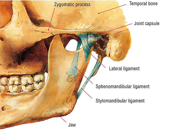 The temporomandibular joint, which connects the temporal bone to the lower jaw, consists of two anatomically separate joints (right and left). Its main function is to ensure jaw movements necessary for speaking, chewing, and swallowing. The joint’s lateral ligament is the strongest one. It stabilizes the joint from the outside, bearing the brunt of the load during chewing and yawning, and also prevents excessive forward protrusion of the jaw