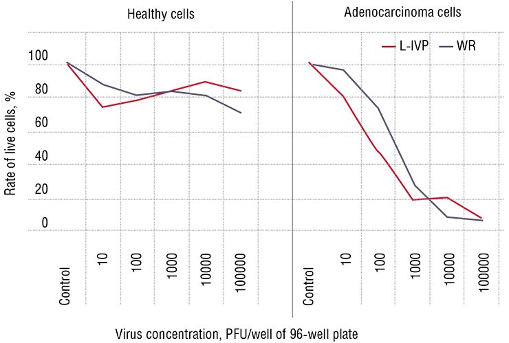 Cytotoxic effects of two vaccinia virus strains, L-IVP and WR (L-IVP is a variant of the vaccinia virus strain Lister, used in the Soviet Union for anti-smallpox vaccination of children in the 1950s–1970s and WR, a strain with a high natural oncolytic activity, obtained from the virus strain collection with the Ivanovsky Institute of Virology, Russian Academy of Medical Sciences (Moscow)), have been studied at Vector State Research Center of Virology and Biotechnology (Koltsovo, Novosibirsk Oblast, Russia) in normal and cancer cell cultures of human breast epithelium. It has emerged that the virus efficiently kills cancer cells with virtually not affecting the healthy ones