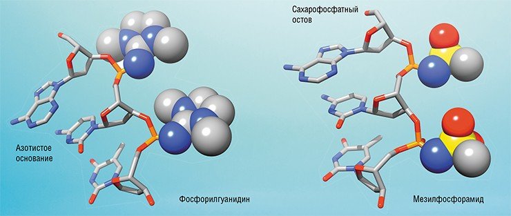 У новых аналогов олигонуклеотидов, полученных новосибирскими химиками, фосфатная группа превращена в электронейтральную фосфорилгуанидиновую или отрицательно заряженную мезилфосфорамидную группу. В последнем случае получаются соединения, более близкие к одноцепочечным молекулам ДНК У новых аналогов олигонуклеотидов, полученных новосибирскими химиками, фосфатная группа превращена в электронейтральную фосфорилгуанидиновую или отрицательно заряженную мезилфосфорамидную группу. В последнем случае получаются соединения, более близкие к одноцепочечным молекулам ДНК