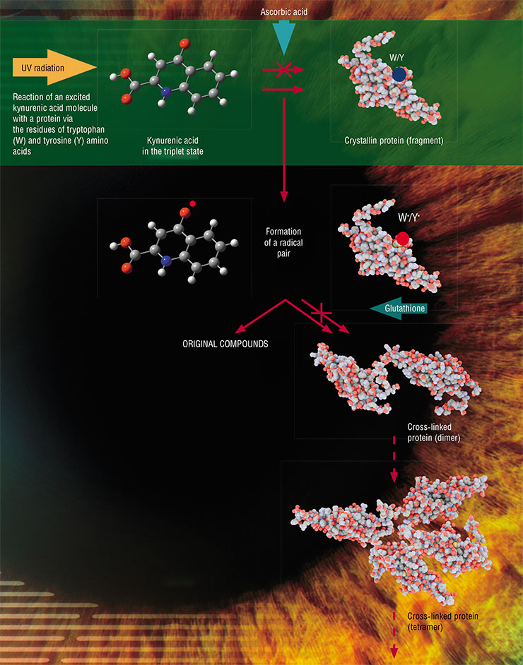 Under solar UV radiation, kynurenine molecules form triplet states, which react with lens proteins via the amino acid residues of tryptophan (W) and tyrosine (Y) amino acids to form the corresponding radicals. The latter react either to restore the original compounds or to form cross-linked proteins. Reacting with kynurenine in the triplet state, ascorbic acid prevents the formation of free radicals, and glutathione intercepts the already formed ones