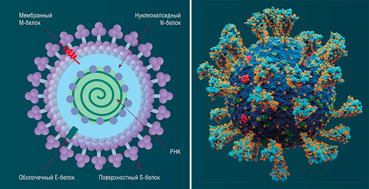 Вирусная частица SARS-CoV-2 покрыта оболочкой, под которой находится нуклеокапсид – комплекс из молекулы РНК (наследственного материала) и каркасного N-белка. Поверхностный S-белок способствует проникновению вирусной частицы в клетку хозяина. У вириона также имеется ряд неструктурных белков, которые выполняют разные функции, необходимые для размножения патогена. © CC BY-SA 4.0 /Gi. A. Rossi, O. Sacco, E. Mancino, L. Cristiani, F. Midulla. Атомарная модель внешней структуры вируса SARS-CoV-2 (справа). Каждый «шарик» – отдельный атом. © CC BY-SA 4.0/Alexey Solodovnikov (Idea, Producer, CG, Editor), Valeria Arkhipova (Scientific Сonsultant) Вирусная частица SARS-CoV-2 покрыта оболочкой, под которой находится нуклеокапсид – комплекс из молекулы РНК (наследственного материала) и каркасного N-белка. Поверхностный S-белок способствует проникновению вирусной частицы в клетку хозяина. У вириона также имеется ряд неструктурных белков, которые выполняют разные функции, необходимые для размножения патогена. © CC BY-SA 4.0 /Gi. A. Rossi, O. Sacco, E. Mancino, L. Cristiani, F. Midulla. Атомарная модель внешней структуры вируса SARS-CoV-2 (справа). Каждый «шарик» – отдельный атом. © CC BY-SA 4.0/Alexey Solodovnikov (Idea, Producer, CG, Editor), Valeria Arkhipova (Scientific Сonsultant)