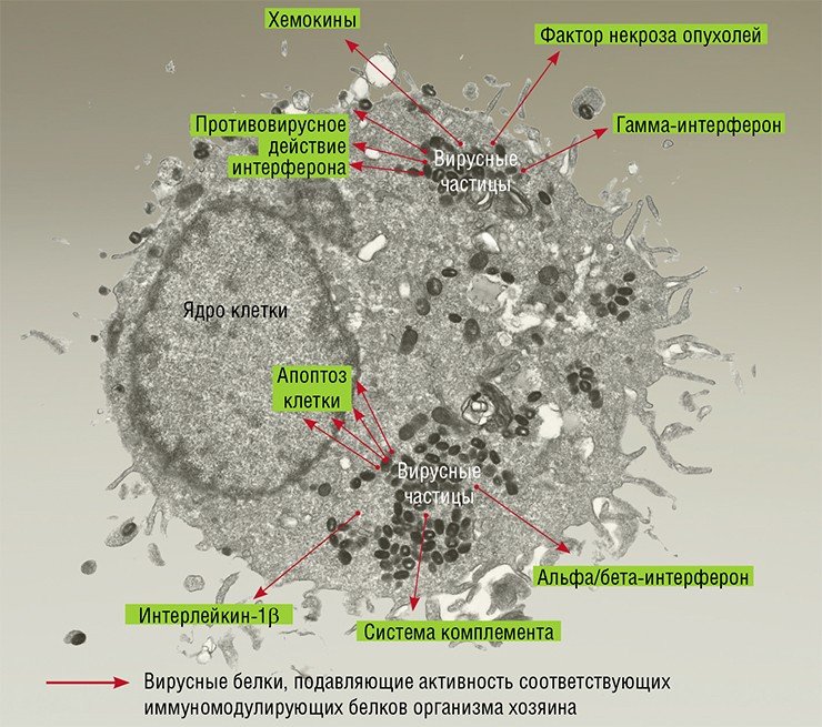 Поксвирусы, к которым принадлежит вирус натуральной оспы, являются крупнейшими ДНК-содержащими вирусами млекопитающих. Вирусные белки, обладающие иммуномодулирующей активностью, синтезируются на ранних этапах вирусной инфекции. Они остаются в зараженной клетке либо выходят из нее, взаимодействуя с ключевыми белками-регуляторами как врожденного, так и адаптивного иммунитета организма хозяина. Подавляя активность этих белков, вирус обеспечивает зараженной клетке «круговую оборону» от атак иммунной системы хозяина. Клетка клеточной культуры фибробластов здоровой ткани легкого человека, инфицированная вирусом натуральной оспы (штамм Индия-1967). Электронная микроскопия. Фото Е. Рябчиковой