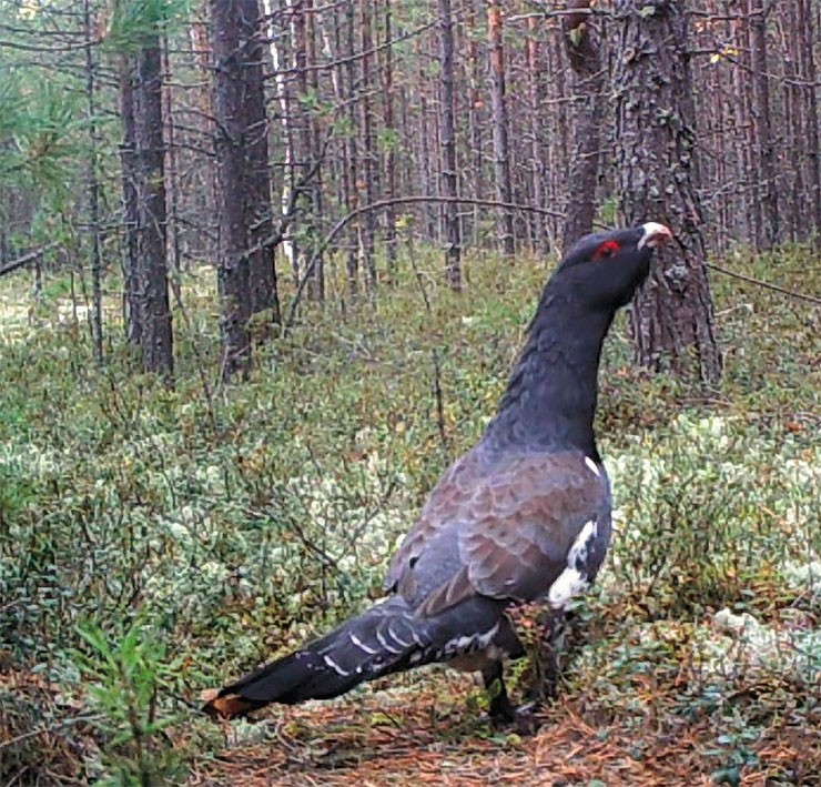 Глухарь (Tetrao urogallus), относящийся к семейству фазановых, – самая крупная птица из тетеревиных. Яркоокрашенный самец может достигать размеров индюка и весить более 6 кг. Этот типичный житель хвойных и смешанных лесов не обходит своим вниманием и моховые болота, богатые ягодами. Фото автора Глухарь (Tetrao urogallus), относящийся к семейству фазановых, – самая крупная птица из тетеревиных. Яркоокрашенный самец может достигать размеров индюка и весить более 6 кг. Этот типичный житель хвойных и смешанных лесов не обходит своим вниманием и моховые болота, богатые ягодами. Фото автора