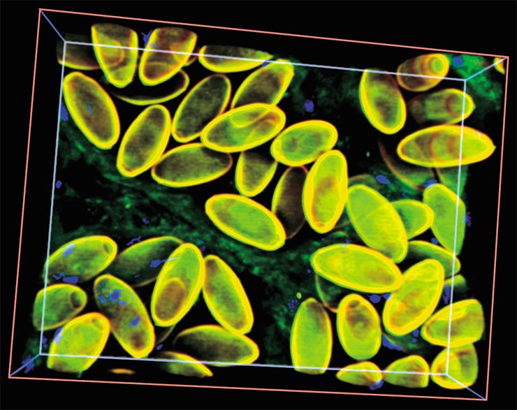 3D reconstruction of liver fluke eggs in the distal part of the trematode uterus. The eggs of different liver fluke species are almost indistinguishable by light microscopy examination, making such diagnostics using laboratory samples rather subjective. Laser scanning microscopy