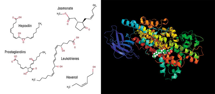 Representatives of a vast oxylipin world have different structures (left), but all of them are synthesized from fatty acids with unsaturated double C-C bonds. Bottom: X-ray structure of a human arachidonate 5-lipoxygenase, oxylipin biosynthesis enzyme. © CC BY-SA 4.0/ Boghog Representatives of a vast oxylipin world have different structures (left), but all of them are synthesized from fatty acids with unsaturated double C-C bonds. Bottom: X-ray structure of a human arachidonate 5-lipoxygenase, oxylipin biosynthesis enzyme. © CC BY-SA 4.0/ Boghog