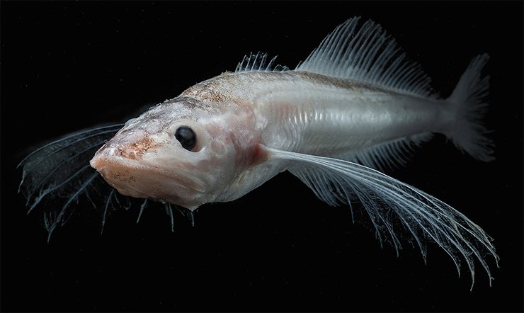 Байкальские голомянки (Comephorus sp.) – типичные обитатели толщи вод, практически не связанные со дном. Поэтому большая часть волосков чувствительных слуховых клеток у этих рыб отклонена в горизонтальном направлении относительно оси тела рыбы. Фото С. Дидоренко Байкальские голомянки (Comephorus sp.) – типичные обитатели толщи вод, практически не связанные со дном. Поэтому большая часть волосков чувствительных слуховых клеток у этих рыб отклонена в горизонтальном направлении относительно оси тела рыбы. Фото С. Дидоренко