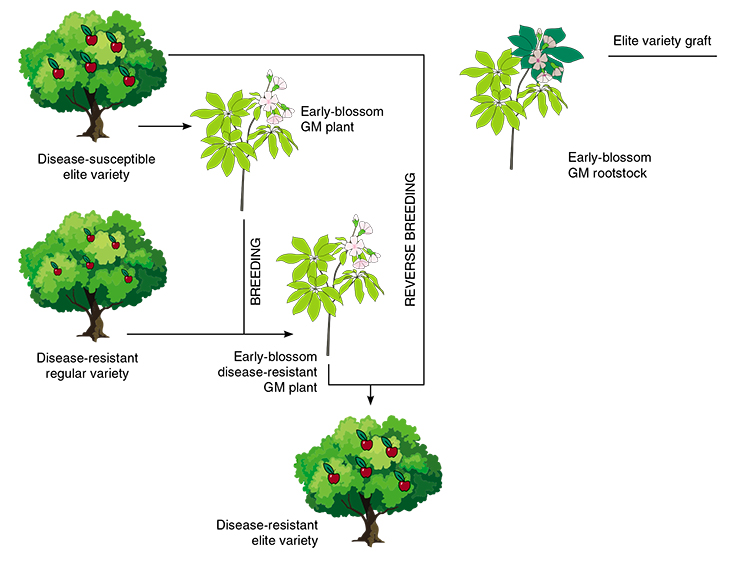 To speed up the selections process, various breeding methods are used. When fast-track and reverse breeding is used to obtain a disease-resistant hybrid, a susceptible variety is modified using genes of early blossom and bred with a resistant culture (left). The obtained genetically modified progeny can be bred with the original variety to remove the transgene. A branch from an elite variety can be grafted onto a transgenic early blossom tree (above). Proteins that set off blooming will move into the graft and stimulate blooming. The flowers can be used as pollen donors. Based on: (VIB’s fact series, 2016) To speed up the selections process, various breeding methods are used. When fast-track and reverse breeding is used to obtain a disease-resistant hybrid, a susceptible variety is modified using genes of early blossom and bred with a resistant culture (left). The obtained genetically modified progeny can be bred with the original variety to remove the transgene. A branch from an elite variety can be grafted onto a transgenic early blossom tree (above). Proteins that set off blooming will move into the graft and stimulate blooming. The flowers can be used as pollen donors. Based on: (VIB’s fact series, 2016)