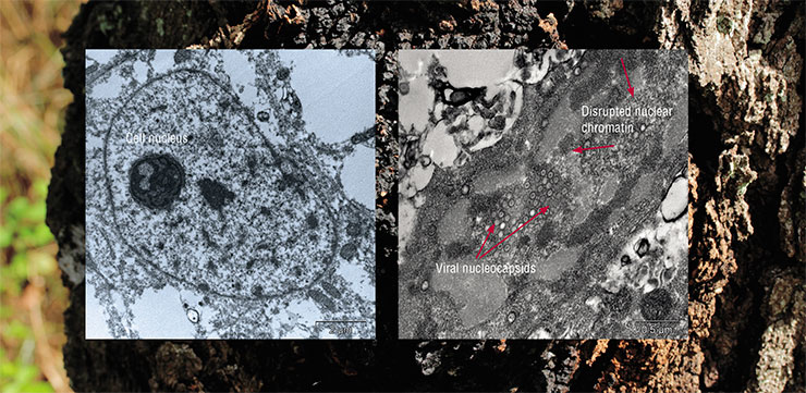 Antiviral activity of an aqueous chaga extract was tested on the Vero cell culture infected with the herpes virus. The cells that were pretreated with the extract did not get infected (left) while the control cells showed evidence of damage to the structure of the cell nucleus and presence of numerous viral nucleocapsids (right). Photo by E. Ryabchikova. Photo of the chaga: © CC BY-SA 2.0/ Björn S.