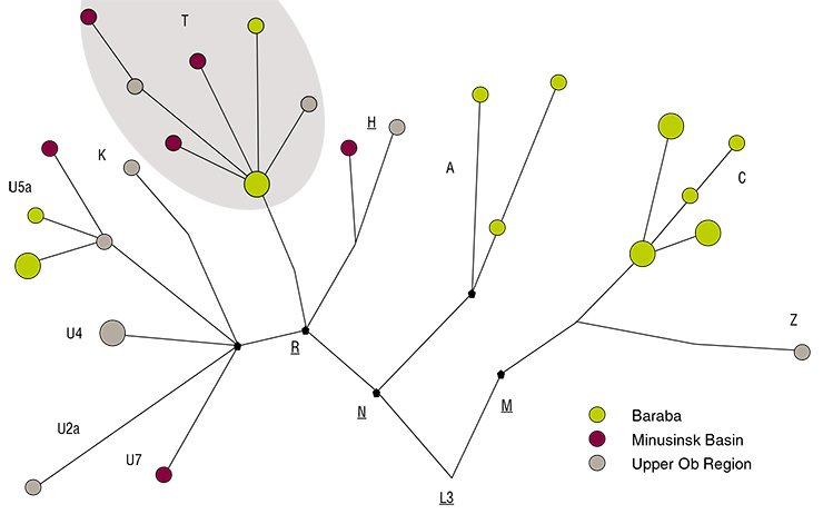 Schematic view of the phylogenetic tree for the mitochondrial DNA from the remains of the Andronovo (Fedorovo) culture bearers from Baraba (West Siberia) who had come from different regions of the south of West Siberia. The circle symbols indicate specific structural variants of mtDNA. The size of a circle is proportional to the number of individuals with a particular structural variant of mtDNA. The colors show the association with local groups (see the key). The contour lines show the T mtDNA haplogroup, which serves as a genetic marker of the migration of the Andronovo population to the West Siberian forest-steppe
