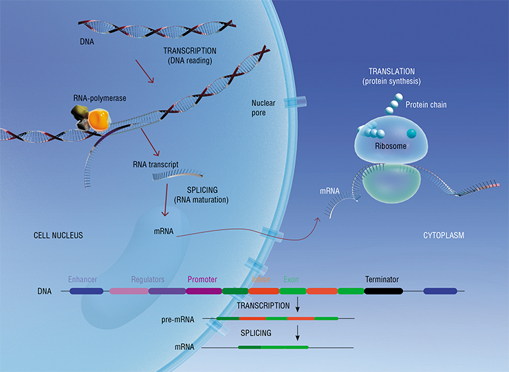 There are various regulators in the beginning of the gene, which turn on the process of transcription – the reading of information from DNA to RNA. Starting from the promoter, an enzyme called RNA-polymerase synthesized an RNA molecule, which is split into fragments and then joined together again. The resulting matrix RNA is used for synthesis of proteins on the ribosome There are various regulators in the beginning of the gene, which turn on the process of transcription – the reading of information from DNA to RNA. Starting from the promoter, an enzyme called RNA-polymerase synthesized an RNA molecule, which is split into fragments and then joined together again. The resulting matrix RNA is used for synthesis of proteins on the ribosome
