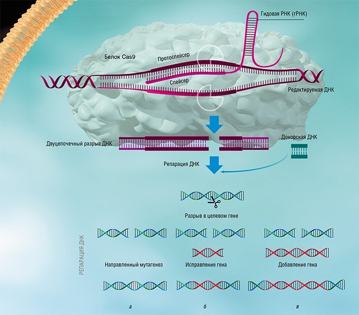 Система CRISPR-Cas, используемая для редактирования генома, включает в себя гидовую РНК (гРНК) и белок Cas9. С помощью белка Cas9 гРНК присоединяется к протоспейсеру – участку вирусной ДНК, соответствующему спейсеру гРНК (либо, в случае искусственной системы, участку целевого гена эукариотической клетки). После узнавания белок Cas9 разрезает цепь ДНК в одном строго определенном месте. Репарация ДНК в месте разреза может происходить по пути негомологичного соединения концов, в результате чего с большой частотой возникают мутации (а). Если же в клетку доставить искусственно синтезированную донорcкую молекулу, которая соответствует участку разрыва, то таким образом можно произвести либо замену участка гена (б), либо направленную встройку трансгена (в). Таким образом, с помощью системы CRISPR-Cas можно исправлять генетические нарушения или вносить желаемые изменения. Подробнее о работе системы CRISPR-Cas читайте в «НАУКЕ из первых рук» в статье: Северинов В.К. и др. «Вирусы и бактерии – великое противостояние» Система CRISPR-Cas, используемая для редактирования генома, включает в себя гидовую РНК (гРНК) и белок Cas9. С помощью белка Cas9 гРНК присоединяется к протоспейсеру – участку вирусной ДНК, соответствующему спейсеру гРНК (либо, в случае искусственной системы, участку целевого гена эукариотической клетки). После узнавания белок Cas9 разрезает цепь ДНК в одном строго определенном месте. Репарация ДНК в месте разреза может происходить по пути негомологичного соединения концов, в результате чего с большой частотой возникают мутации (а). Если же в клетку доставить искусственно синтезированную донорcкую молекулу, которая соответствует участку разрыва, то таким образом можно произвести либо замену участка гена (б), либо направленную встройку трансгена (в). Таким образом, с помощью системы CRISPR-Cas можно исправлять генетические нарушения или вносить желаемые изменения. Подробнее о работе системы CRISPR-Cas читайте в «НАУКЕ из первых рук» в статье: Северинов В.К. и др. «Вирусы и бактерии – великое противостояние»