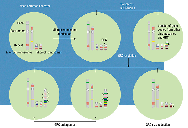 Our scenario of the GRC origins and evolution is the following: we assume that it first appeared in a common ancestor after a duplication of one of the microchromosomes. Coincidentally, it contained genes that were useful for the development and function of germ cells, and the mutation was propagated by natural selection. Gradually, it accommodated copies of different genes and repeat sequences from other chromosomes and the GRC itself (which differ in different phylogenetic lineages) and got bigger. In some lineages, there was no increase in size, while in other lineages it actually got smaller because of deletions (losses) Our scenario of the GRC origins and evolution is the following: we assume that it first appeared in a common ancestor after a duplication of one of the microchromosomes. Coincidentally, it contained genes that were useful for the development and function of germ cells, and the mutation was propagated by natural selection. Gradually, it accommodated copies of different genes and repeat sequences from other chromosomes and the GRC itself (which differ in different phylogenetic lineages) and got bigger. In some lineages, there was no increase in size, while in other lineages it actually got smaller because of deletions (losses)