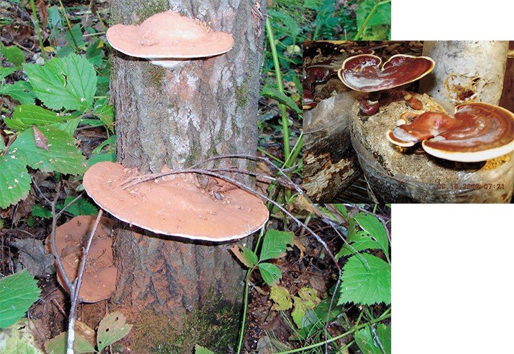 Трутовик плоский (Ganoderma applanatum) – близкий родственник трутовика лакированного (G. lucidum), китайского гриба бессмертия, больше известного в России под японским именем рейши. Так же как и рейши, обладает антиревматическими, противоопухолевыми и иммуномодулирующими свойствами и может культивироваться для медицинских целей. На фото справа – рейши в культуре