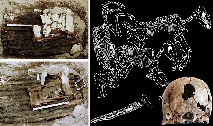 Above the first human burial in Kurgan 1 of the burial ground Ak-Alakha 3 was the burial of horses. Sketch by Ye. Shumakova. On the ceiling of the vault with the mummy of a high-born woman there was another burial chamber with two dead people, made of blocks covered with slabs of stone (left). The back of the skull of one of the dead showed traces of a blow that must have caused his/her death (below). This grave had been violated by ancient robbers. Photo by V. Mylnikov. The photo of the skull by M. Vlasenko