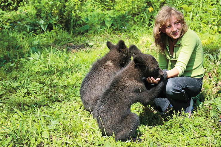 All bear cubs like to lick and suck human hands, snarling and smacking their lips. Older bear cubs are fond of nuzzling into pockets and bags, “prowling” people in search of food. If the person gets scared or tries to offend the little one, he or she risks being hit with claws or bitten All bear cubs like to lick and suck human hands, snarling and smacking their lips. Older bear cubs are fond of nuzzling into pockets and bags, “prowling” people in search of food. If the person gets scared or tries to offend the little one, he or she risks being hit with claws or bitten