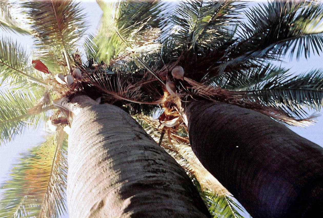 Ствол слоновьей, или чилийской пальмы (Jubaea chilensis), с диаметром основания до 1 м и высотой до 25 м, действительно напоминает ногу слона. Эта гигантская трава достигает зрелости примерно к 60-ти годам. Плоды и семена съедобны. Национальный парк Ла-Кампана. Чили. © CC BY 2.0/ By Jorge Leon Cabello from Puerto Varas, Chile Ствол слоновьей, или чилийской пальмы (Jubaea chilensis), с диаметром основания до 1 м и высотой до 25 м, действительно напоминает ногу слона. Эта гигантская трава достигает зрелости примерно к 60-ти годам. Плоды и семена съедобны. Национальный парк Ла-Кампана. Чили. © CC BY 2.0/ By Jorge Leon Cabello from Puerto Varas, Chile