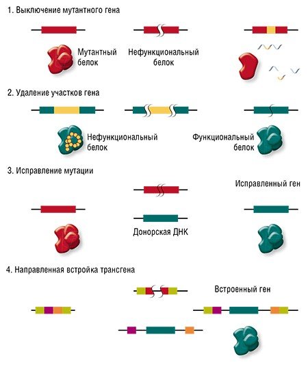 С помощью системы CRISPR/Cas можно добиться разных результатов. Можно просто «сломать» ген, кодирующий токсичный белок, внеся в него «нерабочую» мутацию (1), либо, напротив, «починить» его, удалив мутантный участок (2), как было показано на «мышиной модели» мышечной дистрофии Дюшенна (Tabebordbar et al., 2016). Мутацию можно исправить, заменив участок гена искусственно синтезируемым фрагментом (3). Наконец, можно направленно встроить в безопасный участок генома дополнительный «здоровый» трансген, если собственный ген «сломан» или не работает (4). По: (Cox et al., 2015)