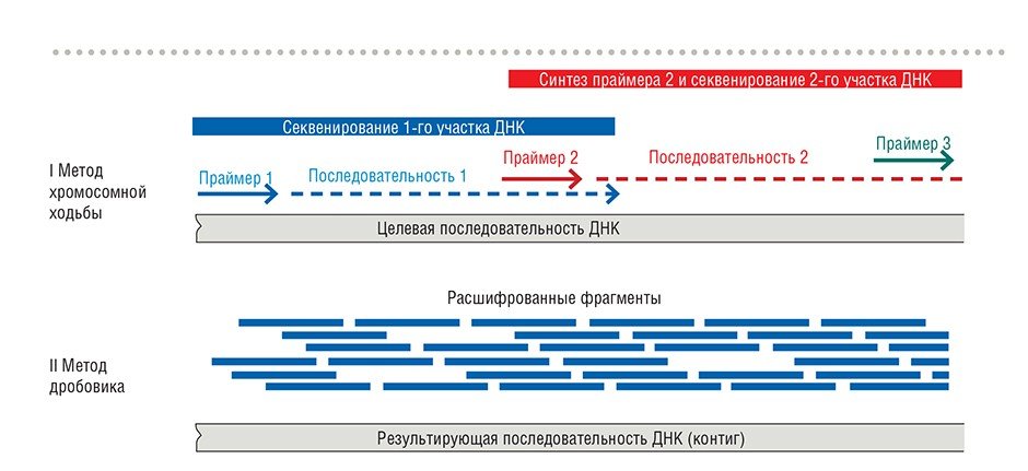 метод хромосомной ходьбы и метод дробовика