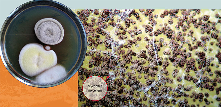 Fungal colonies from atmospheric air samples (left). On the right is the mycelium of a mycophilic fungus (“white web”) on the surface of a colony of the predatory fungus Aspergillus