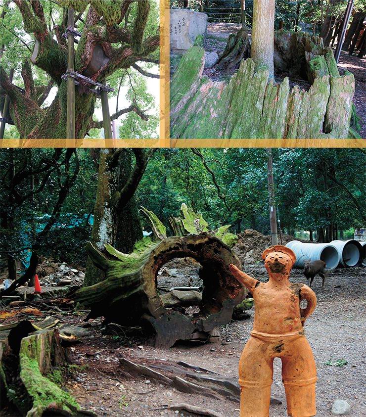Wooden “Methuselahs” in Nara-park. Nara