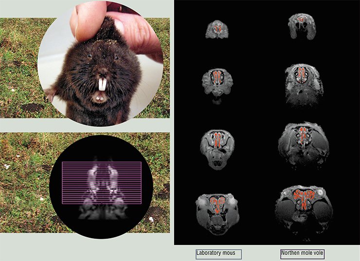 The MRT images of axial “sections” of the nasal passages of a laboratory mouse and a northern mole vole were recorded using a BioSpec 117/16 magnetic resonance imaging scanner by researchers with the Sector of Tomography of Laboratory Animals (International Tomography Center and Institute of Cytology and Genetics, SB RAS) The MRT images of axial “sections” of the nasal passages of a laboratory mouse and a northern mole vole were recorded using a BioSpec 117/16 magnetic resonance imaging scanner by researchers with the Sector of Tomography of Laboratory Animals (International Tomography Center and Institute of Cytology and Genetics, SB RAS)