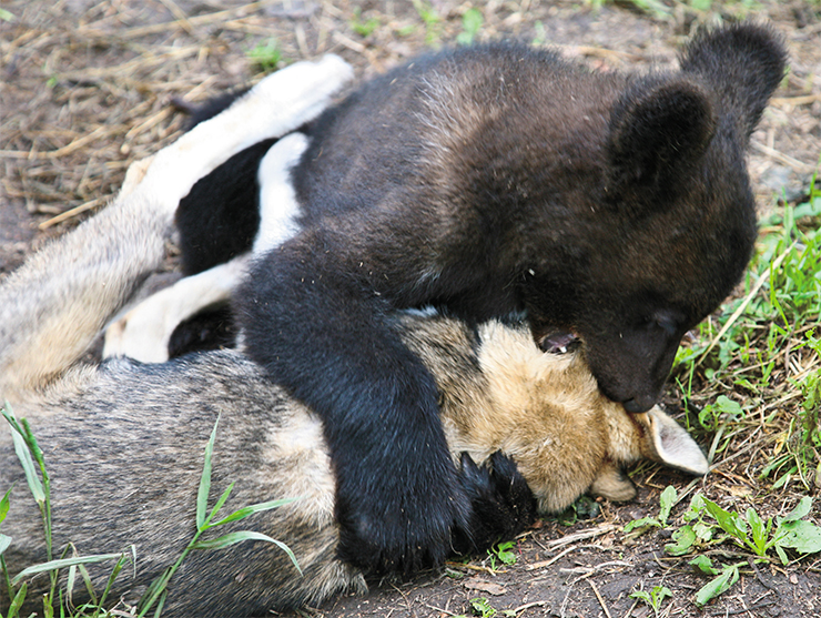 Little bear cubs are not frightening either for the husky puppy that has grown together with them or for the young kids. For the time being, these little ones bear no resemblance to the mighty “king” of Russian animals Little bear cubs are not frightening either for the husky puppy that has grown together with them or for the young kids. For the time being, these little ones bear no resemblance to the mighty “king” of Russian animals