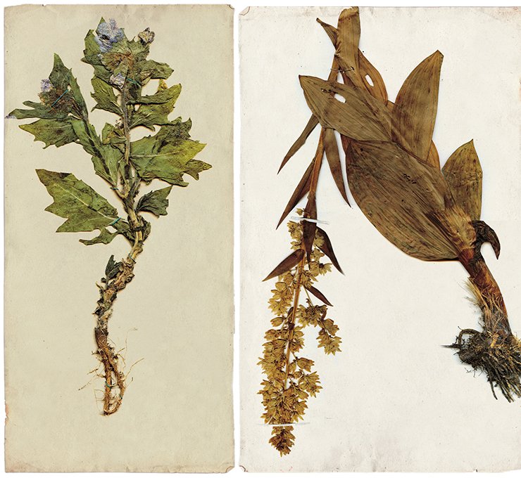 Left: Lobel’s false hellebore (Veratrum lobellianum) is a biennial herb of the lily family. The hellebore species are poisonous: its roots contain poisonous alkaloids, which is why hellebore is used as an antiparasitic remedy. On right: Hog bean (Hyoscyamus niger L.) – a biennial or annual solanaceous herb – has been applied from of old as a potent pain-killer and an antispasmodic agent. It is highly poisonous