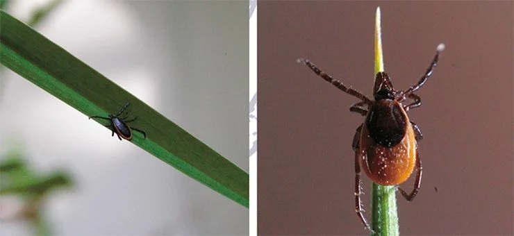 Таежный клещ Ixodes persulcatus – самый распространенный клещ на территории России: ареал простирается от северо-западных районов (Ленинградская область, Карелия) через всю страну до Дальнего Востока. Самец (слева) и самка (справа). Фото В. Панова и С. Ткачева Таежный клещ Ixodes persulcatus – самый распространенный клещ на территории России: ареал простирается от северо-западных районов (Ленинградская область, Карелия) через всю страну до Дальнего Востока. Самец (слева) и самка (справа). Фото В. Панова и С. Ткачева