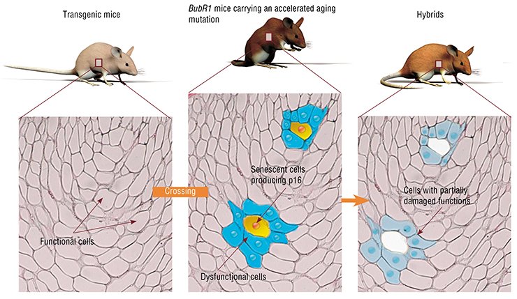 Hybrid transgenic mice were used in the experiment on the effect of elimination from the body of senescent cells. These mice were obtained by crossing the transgenic mice, whose senescent cells (determined by a characteristic marker, p16ᴵⁿᵏ⁴ᵃ) could be selectively killed owing to the inserted genetic construct, with BubR1 mice, displaying an accelerated aging. These hybrids received a special drug that triggered a suicide of senescent cells, releasing certain substances that interfered with the function of adjacent tissues. As a result, aging signs were delayed: as compared with the BubR1 mice, the experimental animals had stronger muscles, less wrinkled skin, rare cataract cases, and so on (according to Peeper, 2011) Hybrid transgenic mice were used in the experiment on the effect of elimination from the body of senescent cells. These mice were obtained by crossing the transgenic mice, whose senescent cells (determined by a characteristic marker, p16ᴵⁿᵏ⁴ᵃ) could be selectively killed owing to the inserted genetic construct, with BubR1 mice, displaying an accelerated aging. These hybrids received a special drug that triggered a suicide of senescent cells, releasing certain substances that interfered with the function of adjacent tissues. As a result, aging signs were delayed: as compared with the BubR1 mice, the experimental animals had stronger muscles, less wrinkled skin, rare cataract cases, and so on (according to Peeper, 2011)
