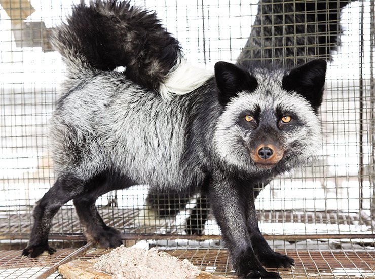 Domesticated foxes differ from their wild relatives by their dog-like curled tail, piebaldness, short paws and a number of other morphological features. Photo: V. Koval ’ Domesticated foxes differ from their wild relatives by their dog-like curled tail, piebaldness, short paws and a number of other morphological features. Photo: V. Koval ’