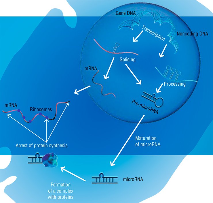 Discovery of the “dark genome” and a multitude of noncoding RNAs, including microRNAs, which is able to directly arrest protein synthesis, has radically changed the concept of implementation of genetic information, established in the second half of the 20th century