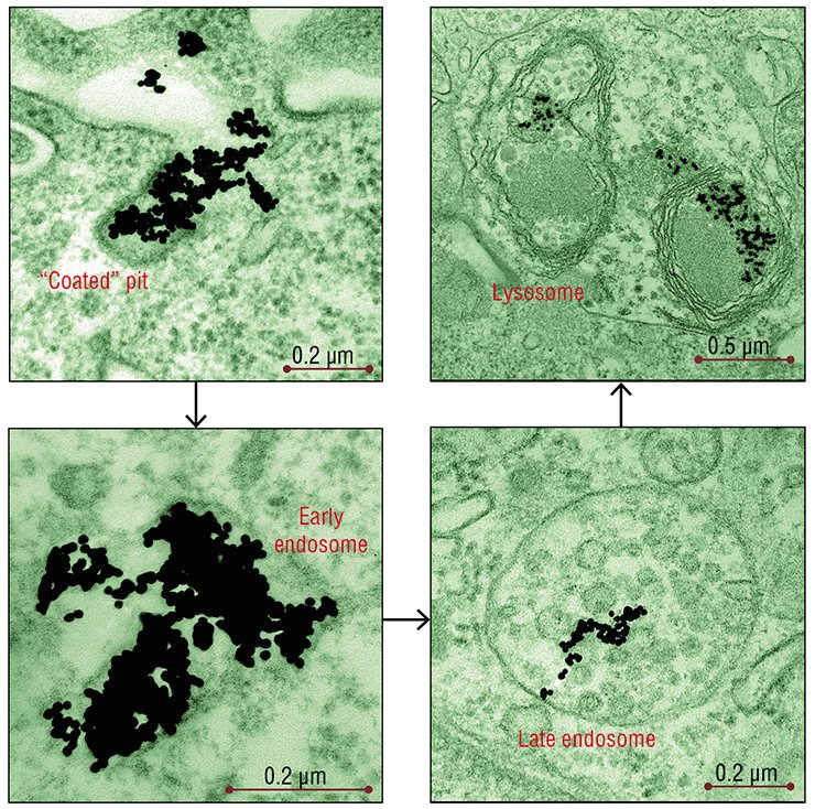 A large part of the gold nanoparticles enter the HeLa culture cells via a clathrin-dependent endocytosis (left) and caveolin-dependent endocytosis, similar to the former. Transmission electron microscopy A large part of the gold nanoparticles enter the HeLa culture cells via a clathrin-dependent endocytosis (left) and caveolin-dependent endocytosis, similar to the former. Transmission electron microscopy