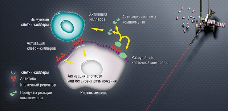 Антитела, прицельно связываясь с определенным антигеном на поверхности клетки, могут остановить ее размножение или вызвать апоптоз (программируемое клеточное самоубийство). Антитела также могут спровоцировать атаку иммунных клеток-киллеров. Кроме того, они вызывают каскад реакций системы комплемента – комплекса ферментов, служащих для защиты организма от действия чужеродных агентов. Это приводит к разрушению мембраны клетки и дальнейшему развитию иммунного ответа. По: (Acta Naturae, 2009) Антитела, прицельно связываясь с определенным антигеном на поверхности клетки, могут остановить ее размножение или вызвать апоптоз (программируемое клеточное самоубийство). Антитела также могут спровоцировать атаку иммунных клеток-киллеров. Кроме того, они вызывают каскад реакций системы комплемента – комплекса ферментов, служащих для защиты организма от действия чужеродных агентов. Это приводит к разрушению мембраны клетки и дальнейшему развитию иммунного ответа. По: (Acta Naturae, 2009)