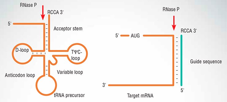 The RNase P enzyme has a job of cleaving pre-tRNA to expose the 5’-end of the mature molecule just next to the 3’-tail. Surprisingly, the cloverleaf structure, typically drawn for tRNA, is not at all necessary for the cleavage. RNase P efficiently cleaves any RNA provided that it resembles the tRNA stem, i.e., partially double-stranded fragment with a free single-stranded 3’-end. RNase P would cleave this substrate upstream of the junction between the double-stranded DNA and single-stranded tail