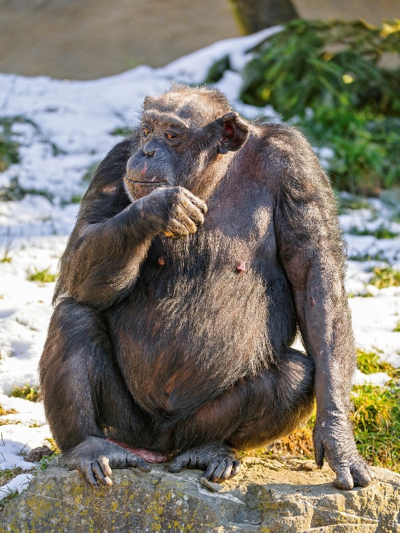 Самка шимпанзе. Walter Zoo, Госсау, Швейцария. © CC BY-ND 2.0 DEED\Tambako The Jaguar Самка шимпанзе. Walter Zoo, Госсау, Швейцария. © CC BY-ND 2.0 DEED\Tambako The Jaguar