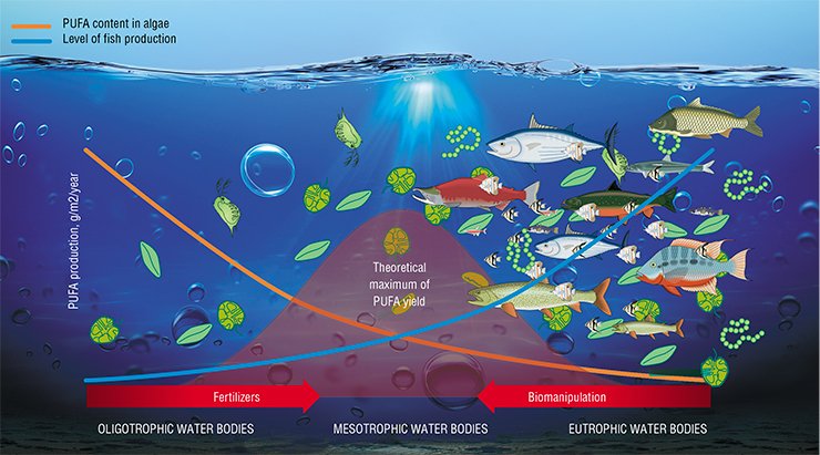 The yield of polyunsaturated fatty acids produced in a water body depends on its trophic status. In the rich (eutrophic) water bodies, algae and cyanobacteria grow in multitude, so do fish. However, their PUFA content is rather low. An opposite situation is observed in nutritionally poor (oligotrophic) water bodies. The optimum is an intermediate variant – mesotrophic water bodies. Theoretically, oligotrophic and eutrophic water bodies can be transformed into mesotrophic via a set of manipulations The yield of polyunsaturated fatty acids produced in a water body depends on its trophic status. In the rich (eutrophic) water bodies, algae and cyanobacteria grow in multitude, so do fish. However, their PUFA content is rather low. An opposite situation is observed in nutritionally poor (oligotrophic) water bodies. The optimum is an intermediate variant – mesotrophic water bodies. Theoretically, oligotrophic and eutrophic water bodies can be transformed into mesotrophic via a set of manipulations